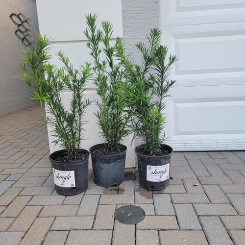 Customer photo review of Podocarpus