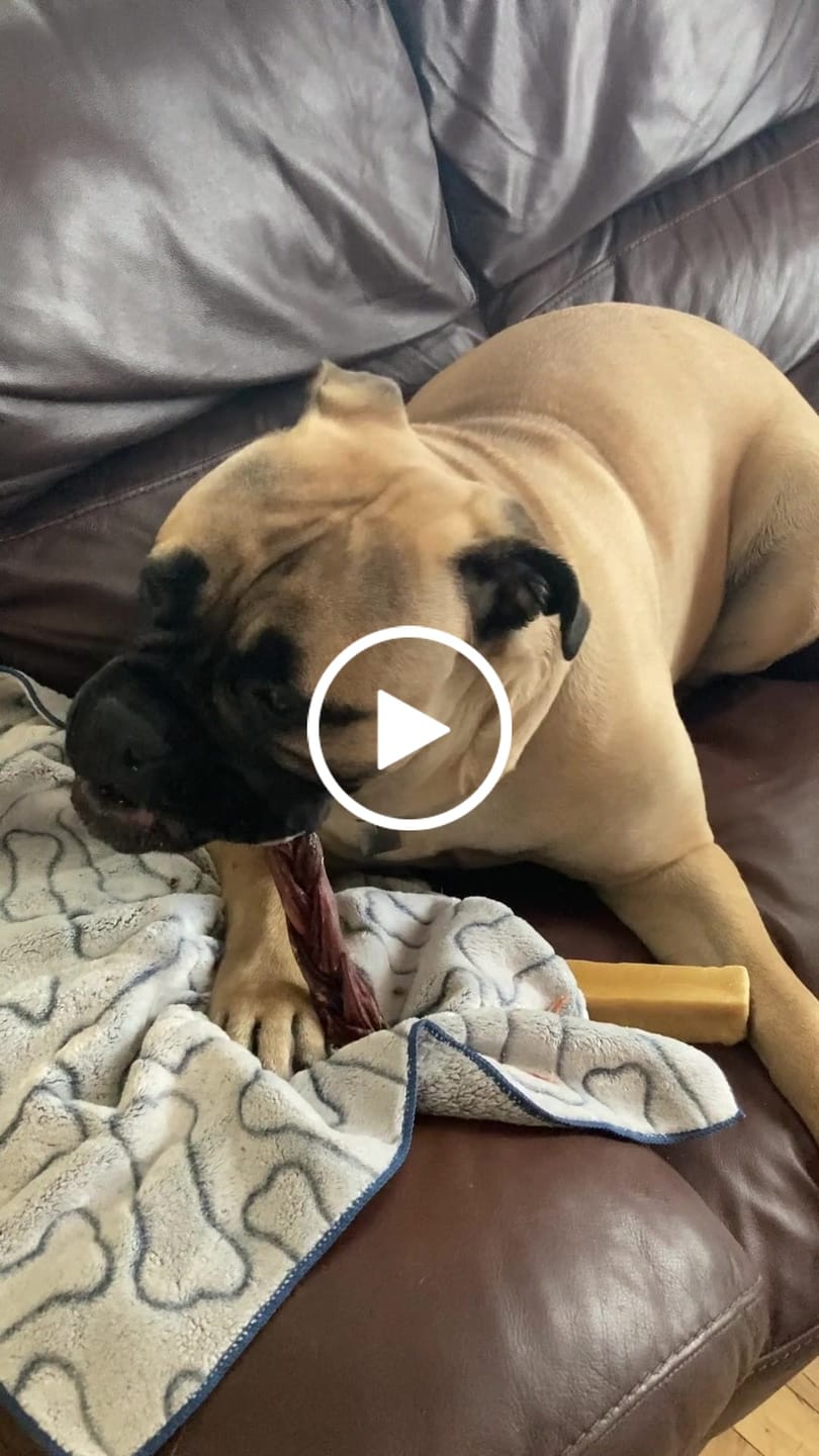 Customer video review of 12 Inch Braided Jerky Stick
