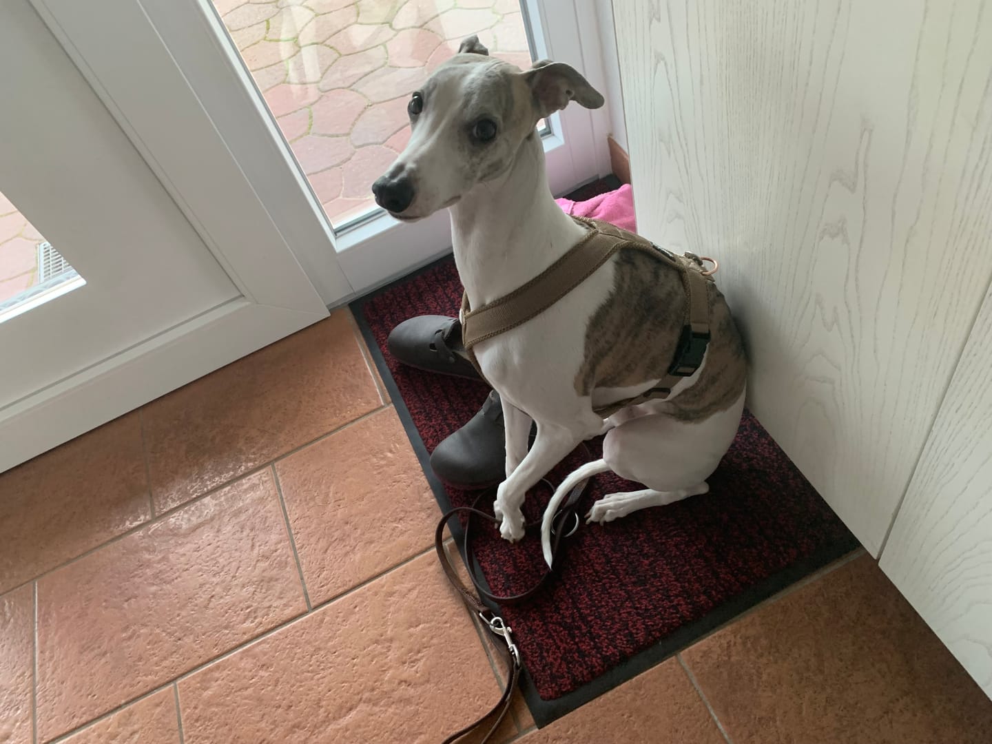 Customer photo review of Hundegeschirr FUN "Golden Sand"