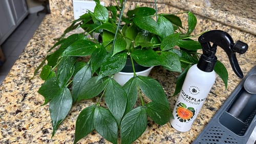 Customer photo review of Houseplant Insecticide w/ Neem