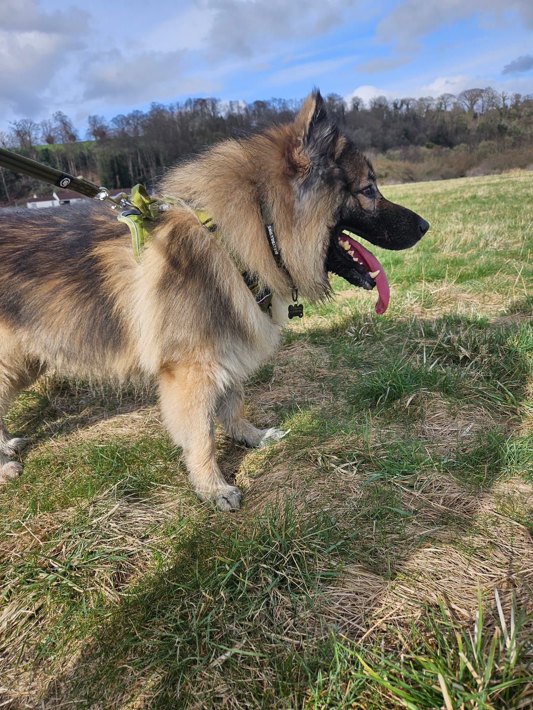 Customer photo review of 4cm Combat® Collar | With Handle & Rated Clip -  Khaki v2.0