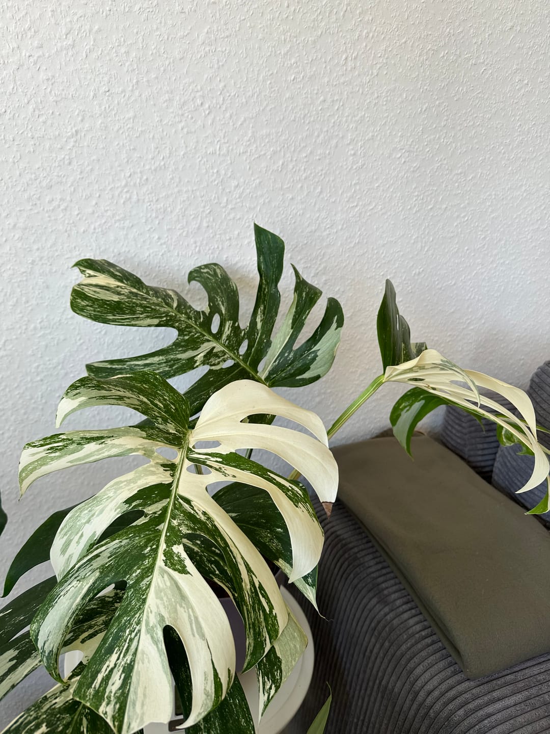 Customer photo review of Monstera Deliciosa Variegata