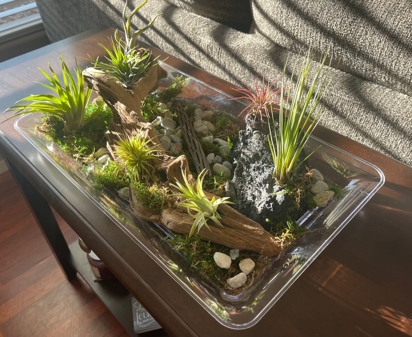 Customer photo review of 10 Pack Premium Air Plants Mix  *Cannot Be Shipped Internationally*