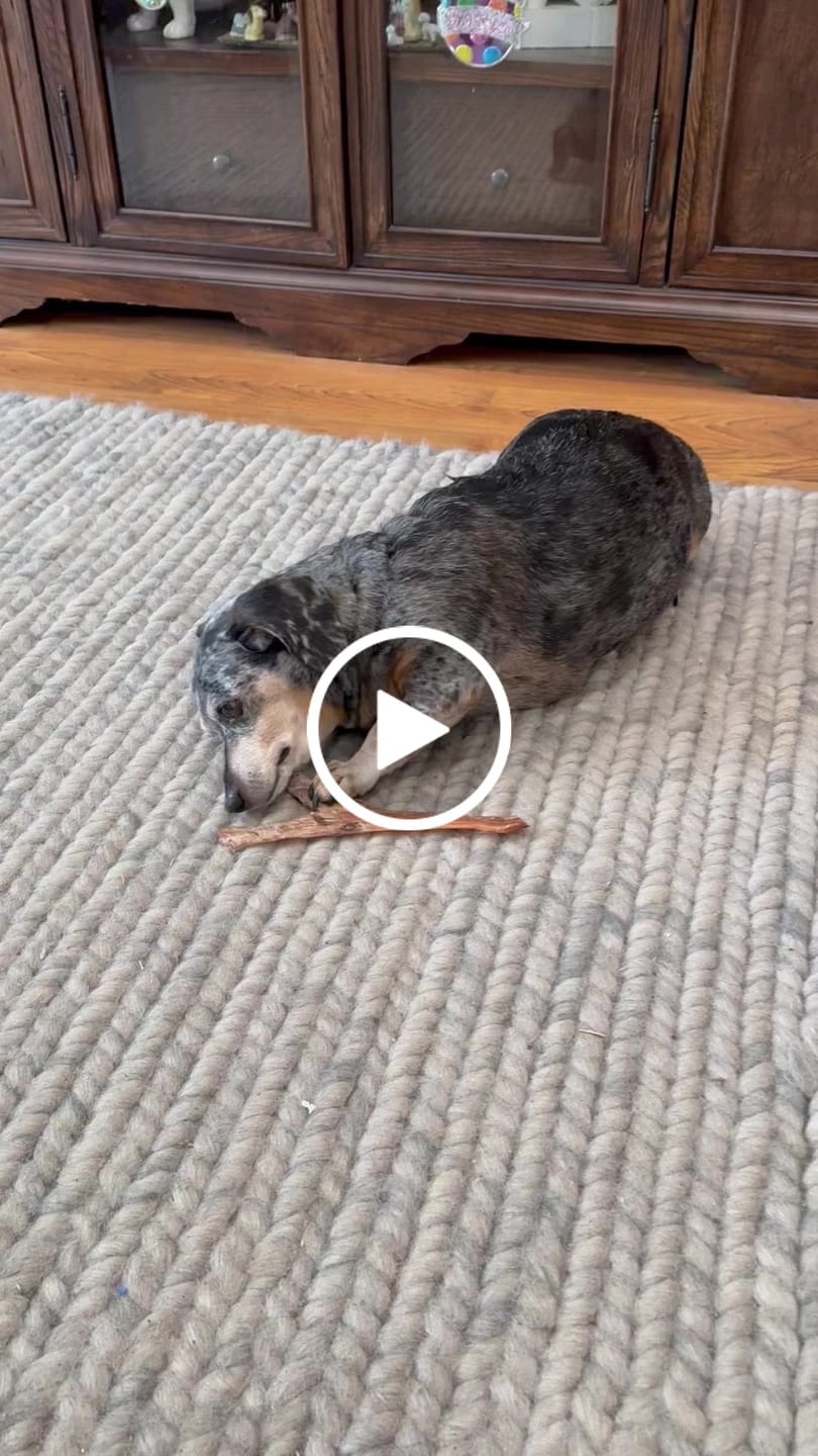 Customer video review of Chewy Ostrich Flat Tendon. Long-lasting, Natural Dog Chew Treat by Savannah Pet Food