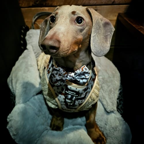 Customer photo review of Bow Tie - Coffee Beans + Little Weens - Sale