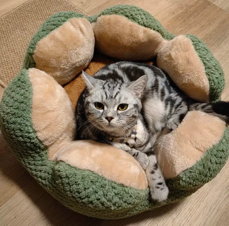 Customer photo review of Cactus Bed