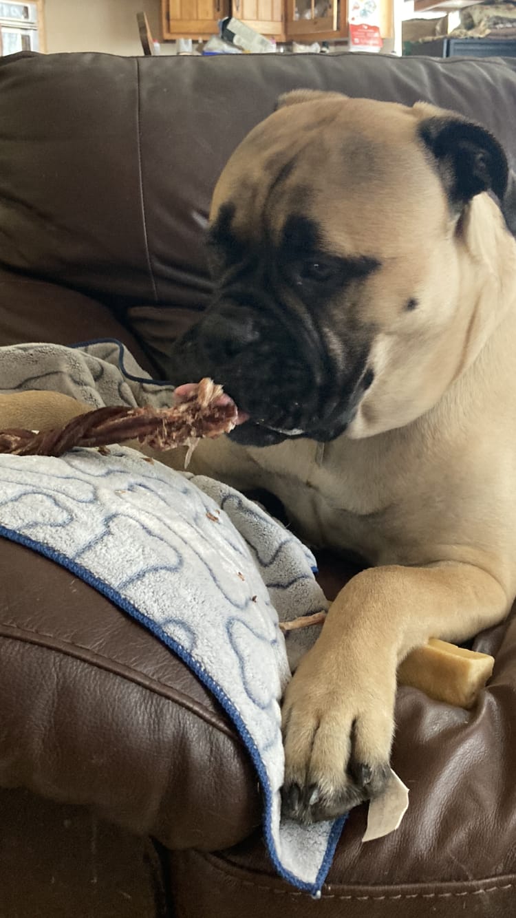 Customer photo review of 12 Inch Braided Jerky Stick