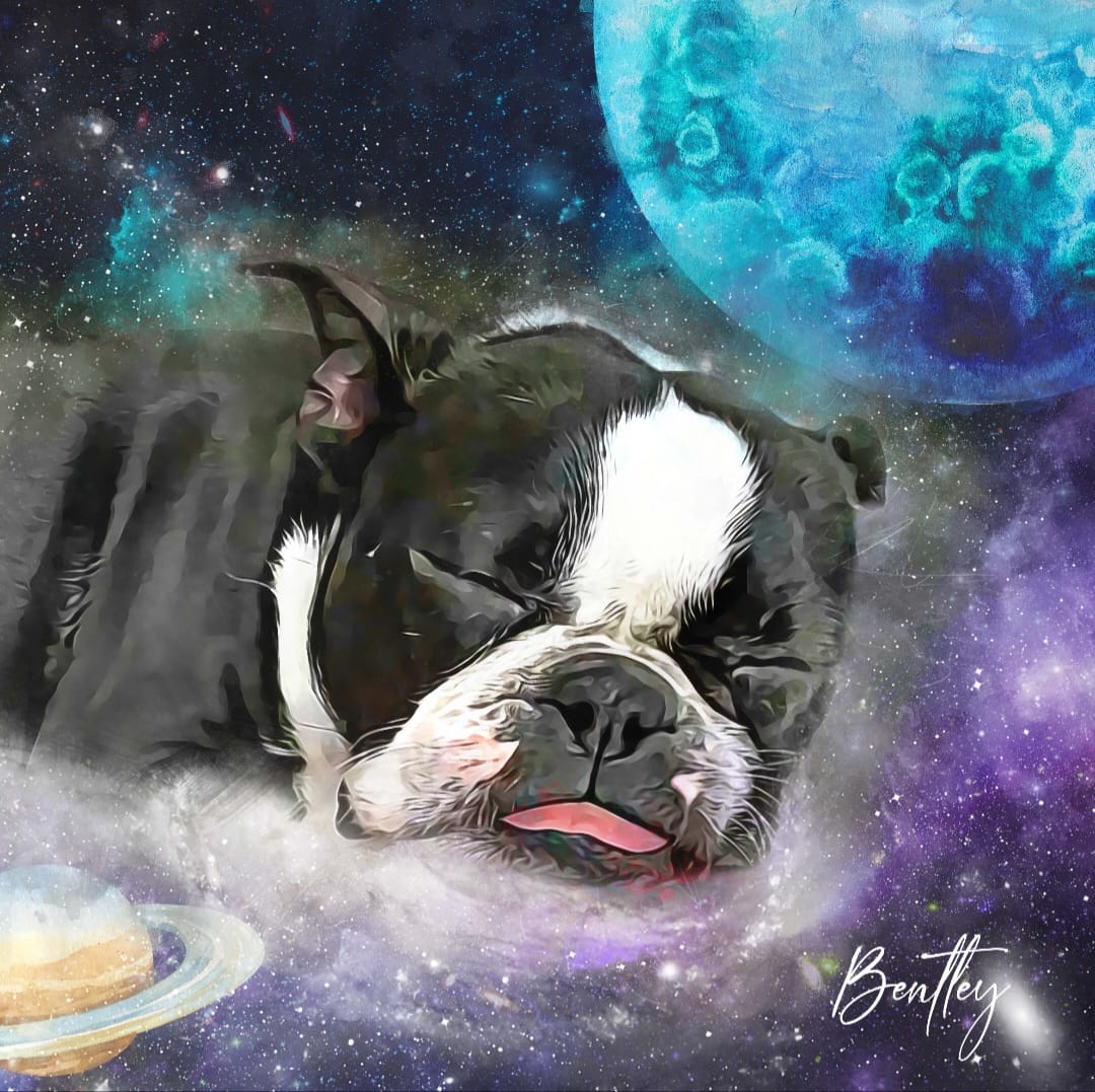 Customer photo review of Watercolor Pet Art - Pet Galaxy (PG)
