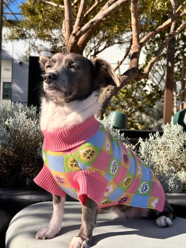 Customer photo review of Candy Courn Dog Sweater