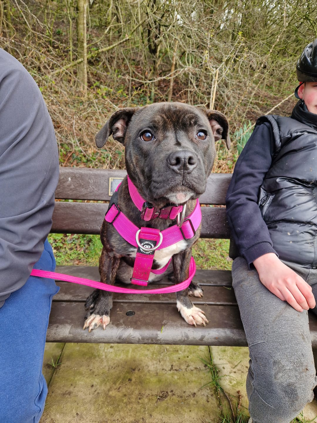 Customer photo review of TRI-Harness® | Anti-Pull, Adjustable & Durable - Dog Trainers Choice - Magenta v2.0
