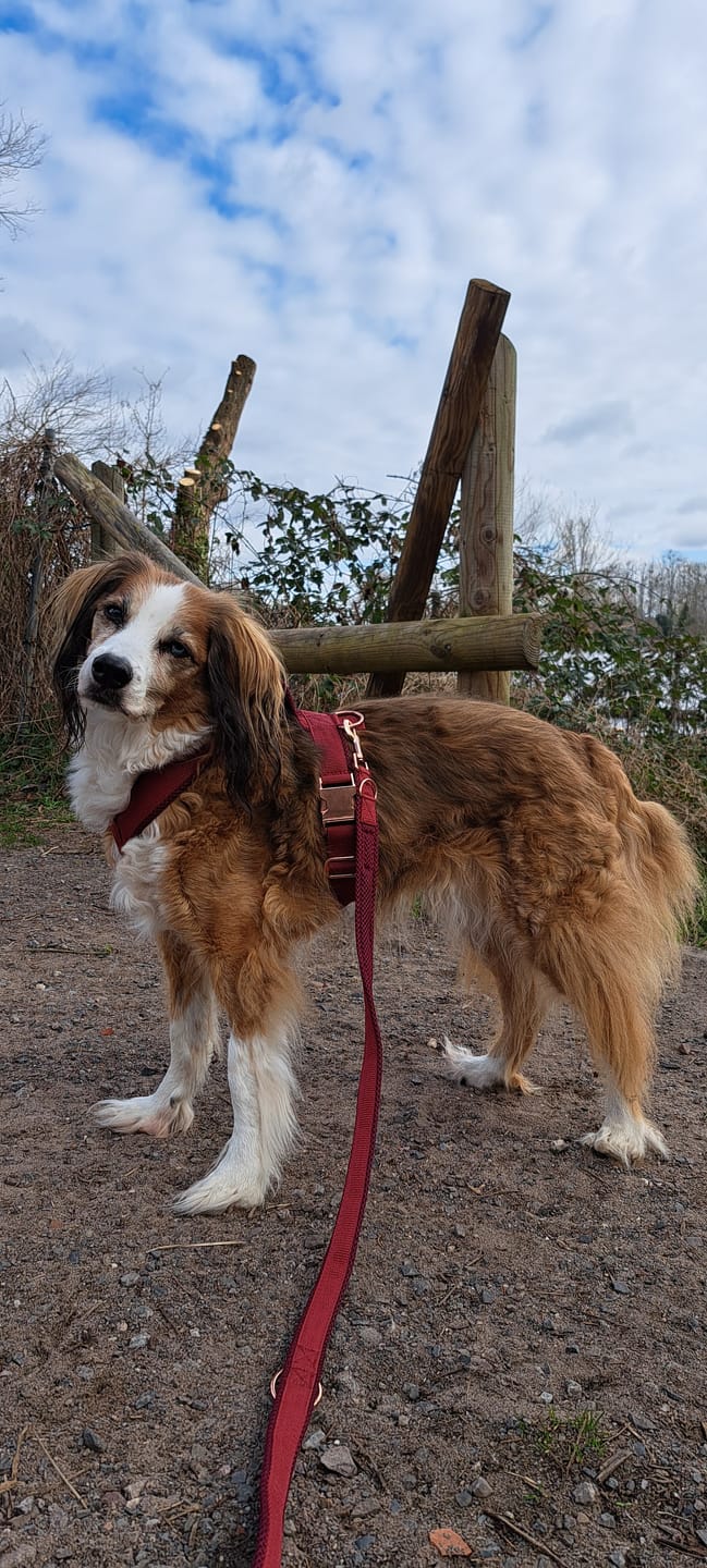 Customer photo review of Hundegeschirr PRO "Bordeaux"