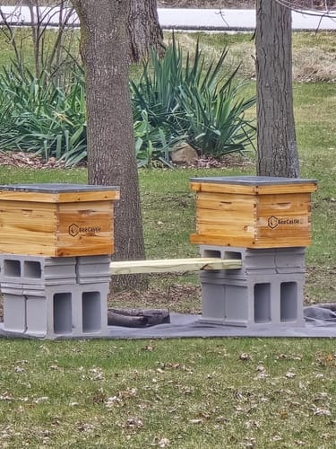 Customer photo review of BeeCastle Hives Cedar Wood 8 Frame 3 Layer Langstroth Bee Hive Coated with 100% Beeswax Includes Beehive Frames and Waxed Foundations(2 Deep Brood Bee Boxes and 1 Super Medium Box)
