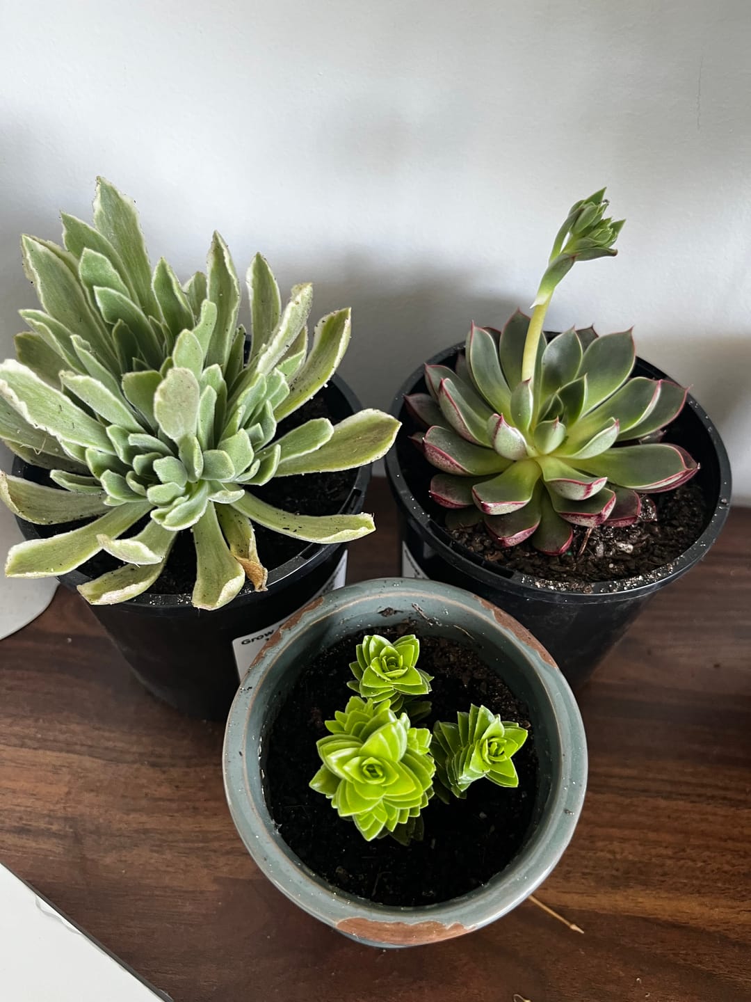 Customer photo review of Crassula 'Estagonal'