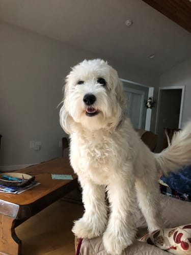 Customer photo review of Squeaky Gems