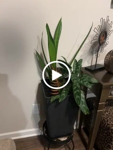 Customer video review of Palmella - Plant trellis inspired by the Palm Leaf