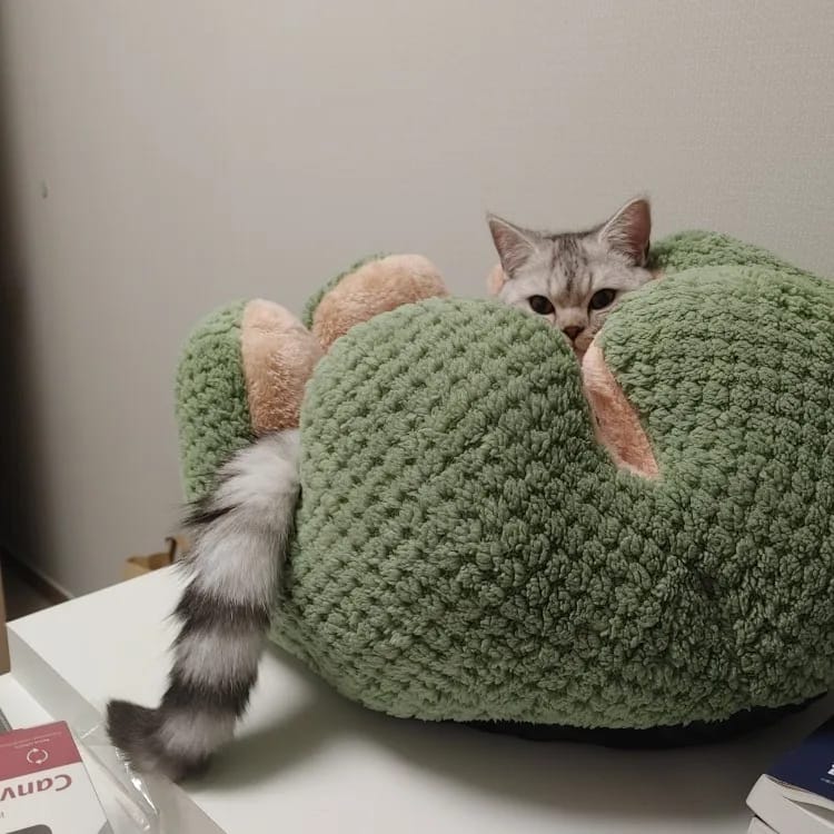 Customer photo review of Cactus Bed