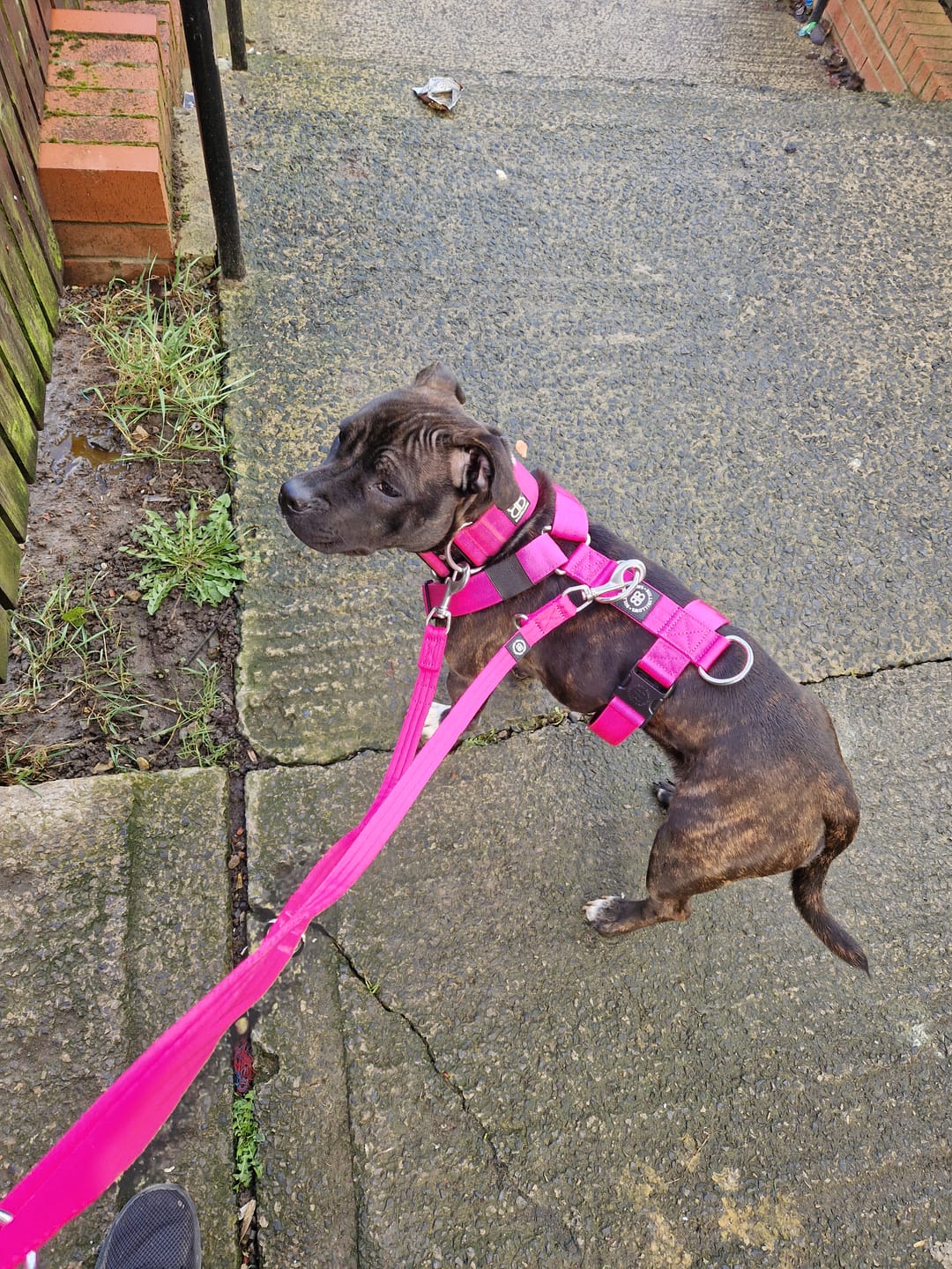 Customer photo review of Double Ended Training Lead | All Breeds - Durable & Soft 2m Lead - Magenta