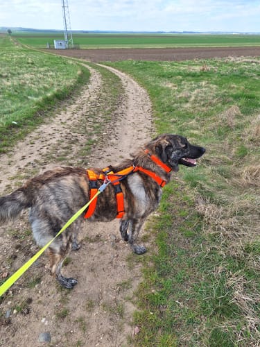 Customer photo review of Premium Hundegeschirr gepolstert extrabreit 40mm