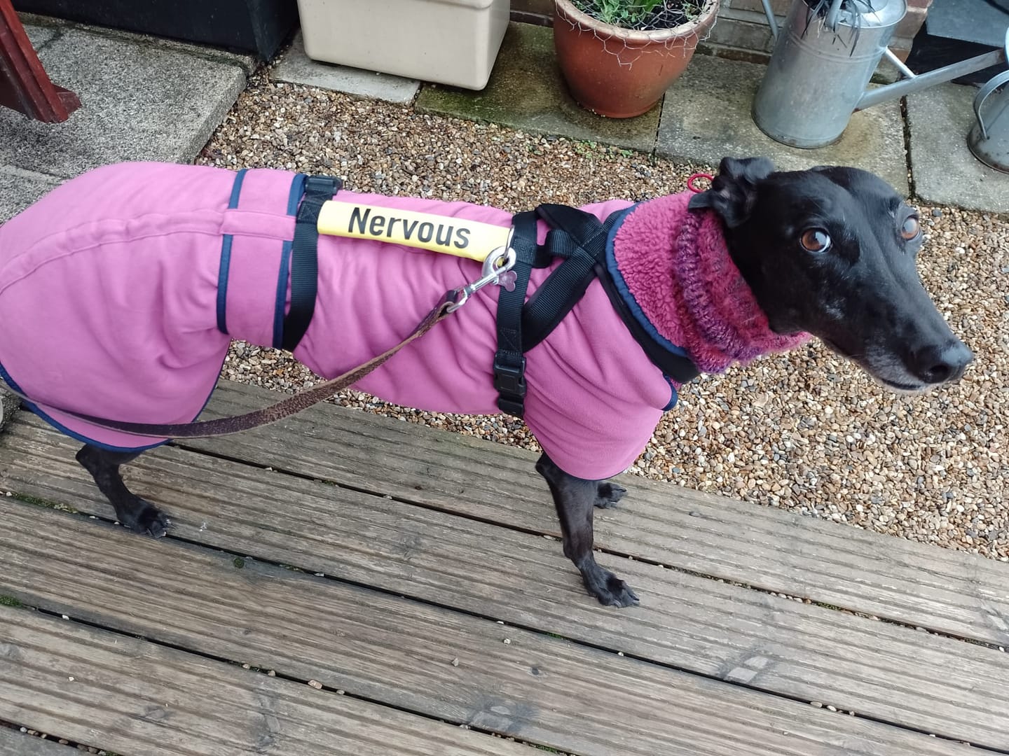 Customer photo review of Nervous Dog Lead Slip Cover