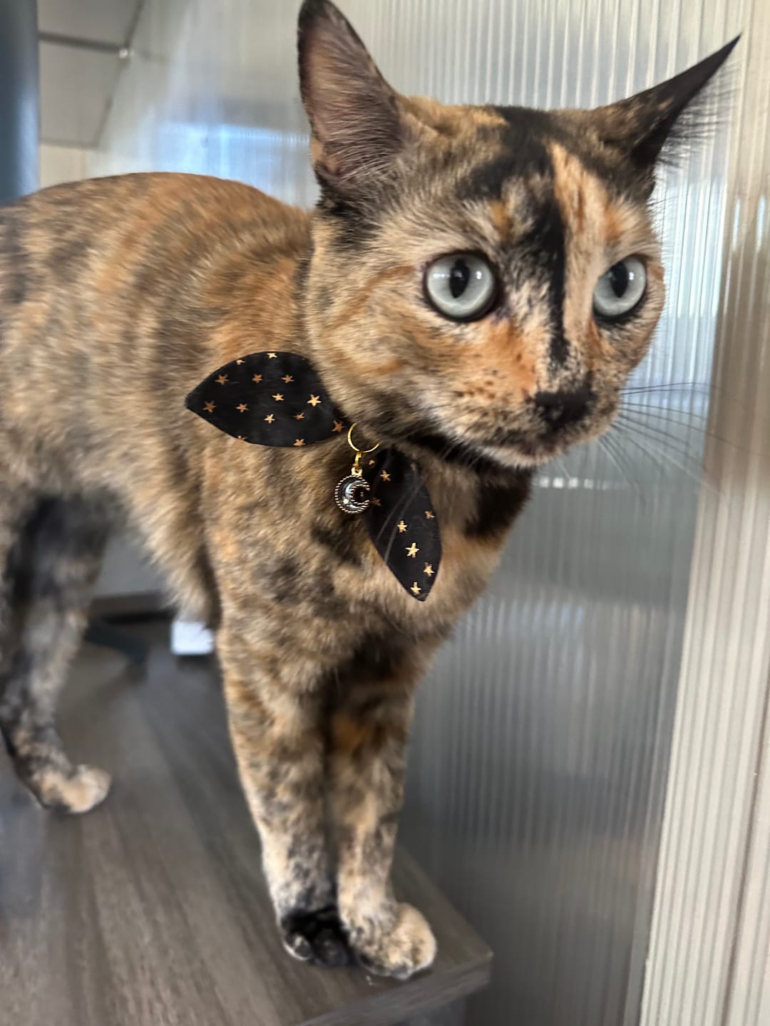 Customer photo review of Black Stars Print Cat Collar with Bow