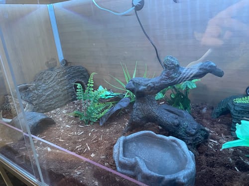 Customer photo review of 4'x2'x2' Original Reptile Enclosure