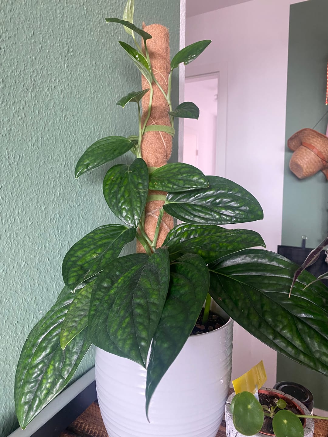 Customer photo review of HPE - Hesi Houseplant Elixir 1 L