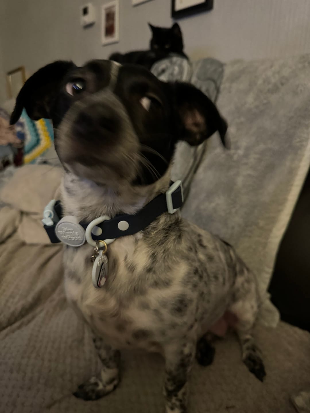 Customer photo review of Waterproof Collar - Eeyore