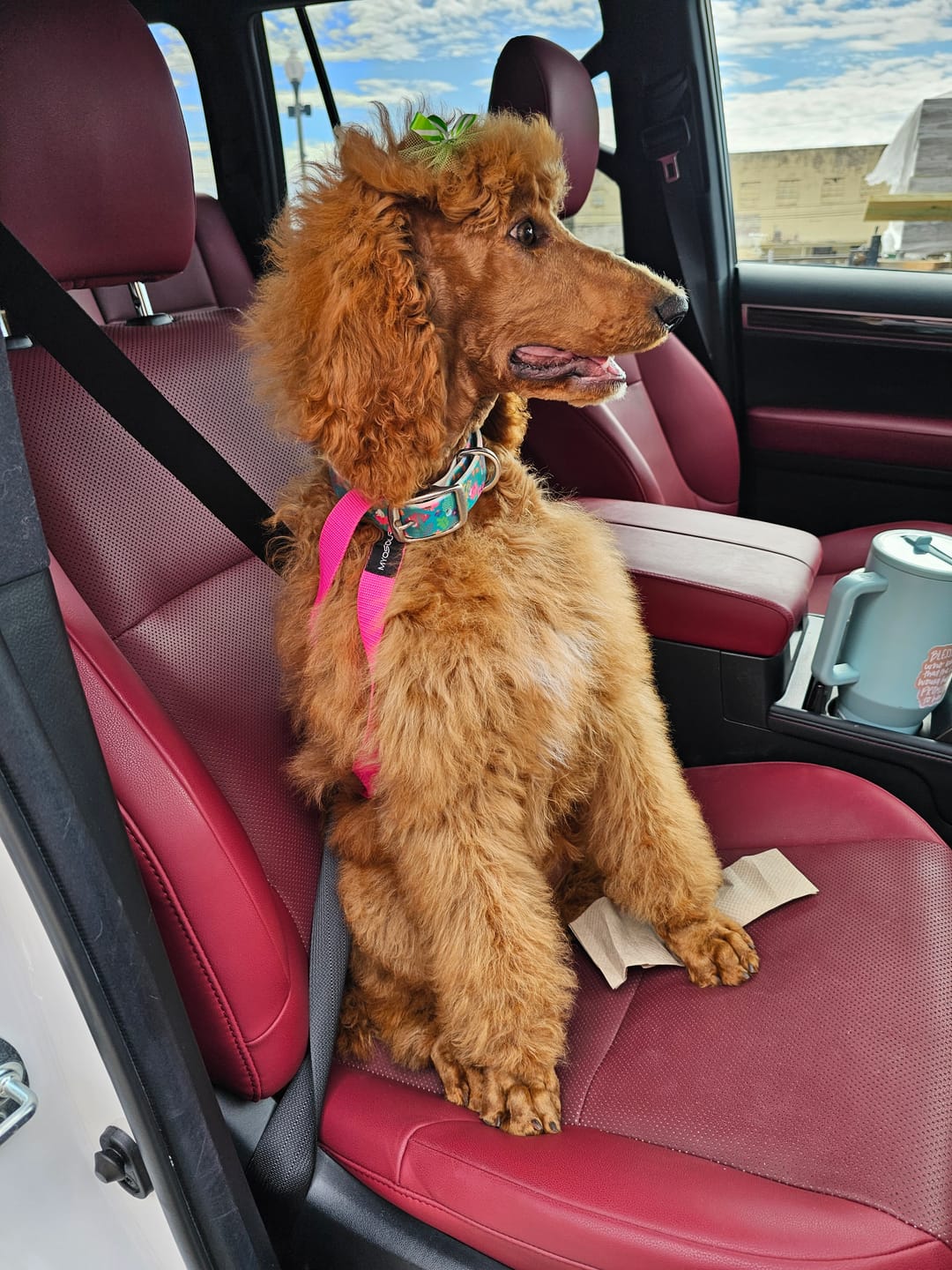 Customer photo review of Wildflowers Dog Collar