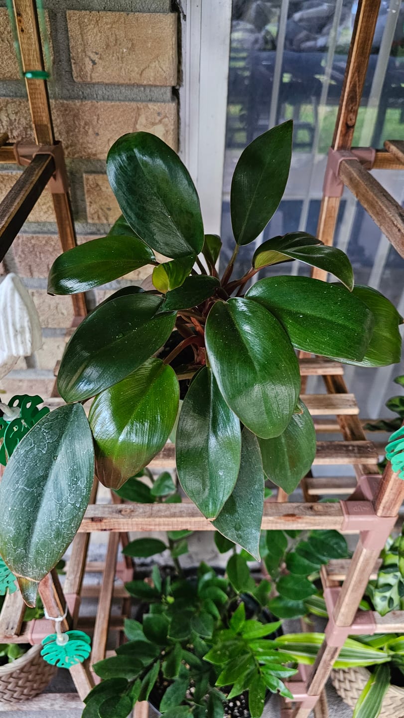 Customer photo review of Philodendron 'Red Congo Mini'