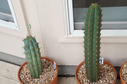 Customer photo review of Icaros DNA Peruvian Torch | Trichocereus Peruvianus Icaro
