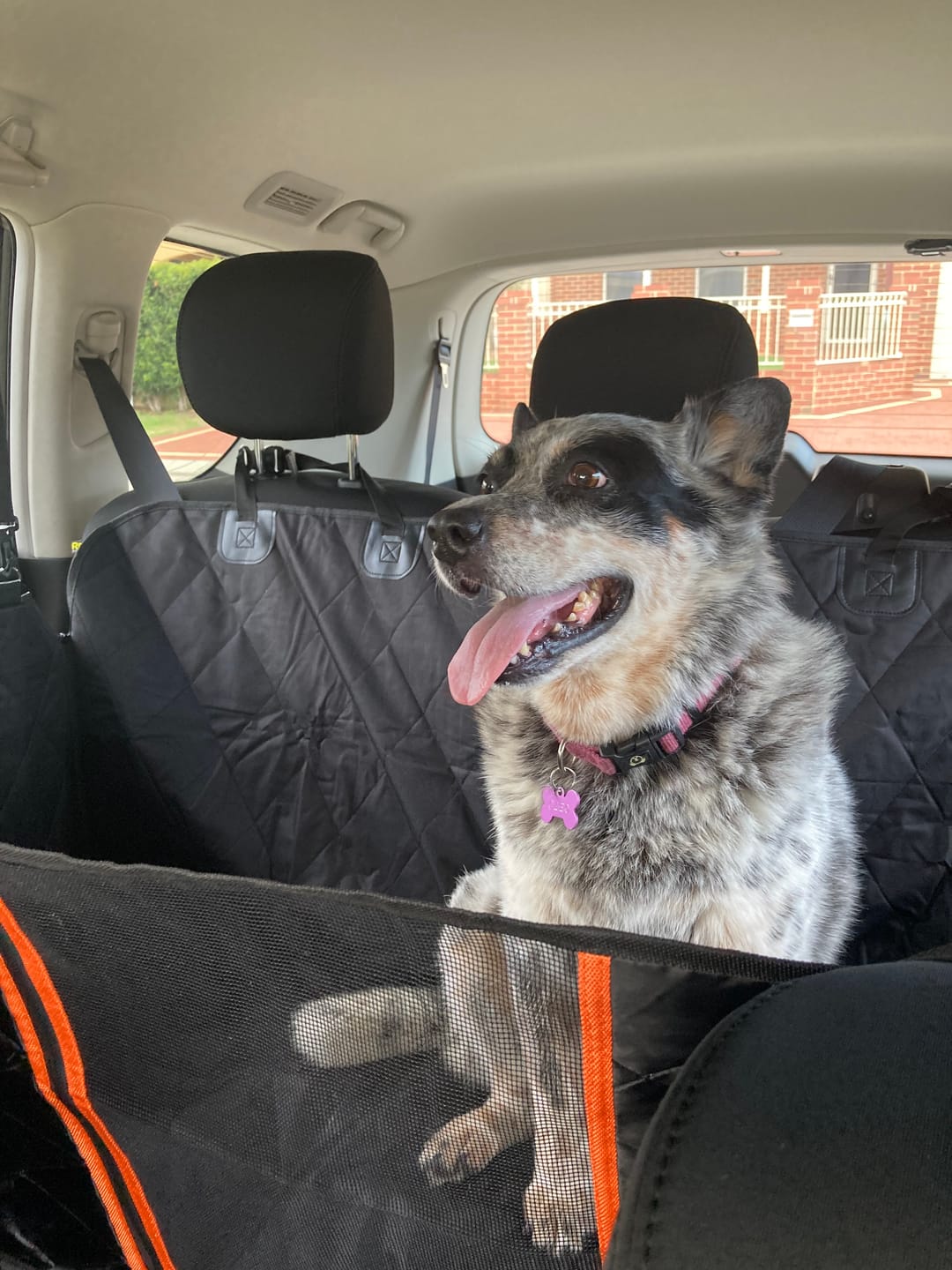Customer photo review of Waterproof Pet Car Seat Cover With Mesh Window + Free Buckle Leash
