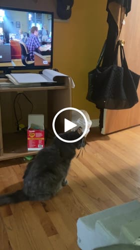 Customer video review of Interactive Bird Simulation Cat Toy Set