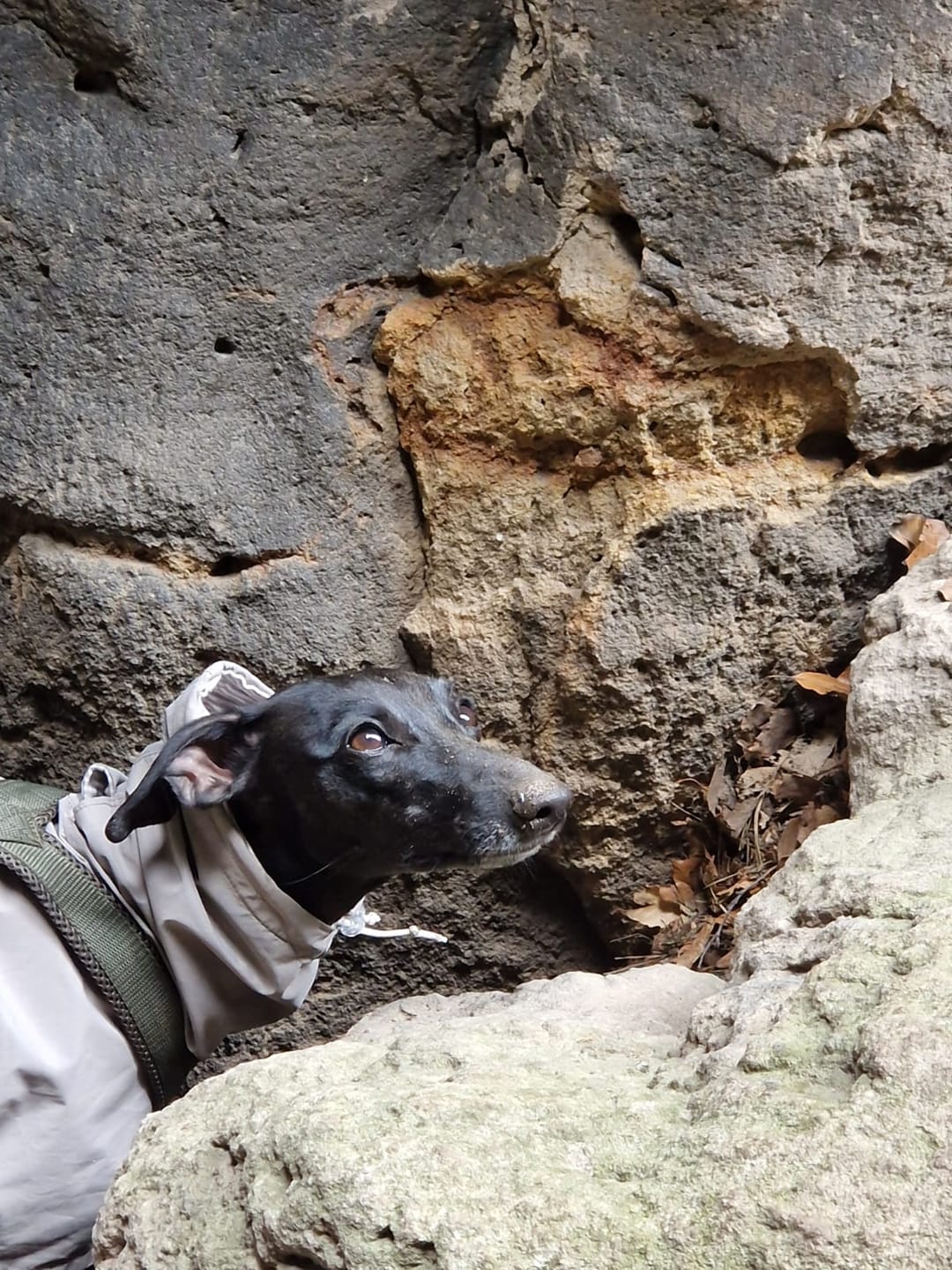 Customer photo review of Hundegeschirr FUN "Mountain Green"