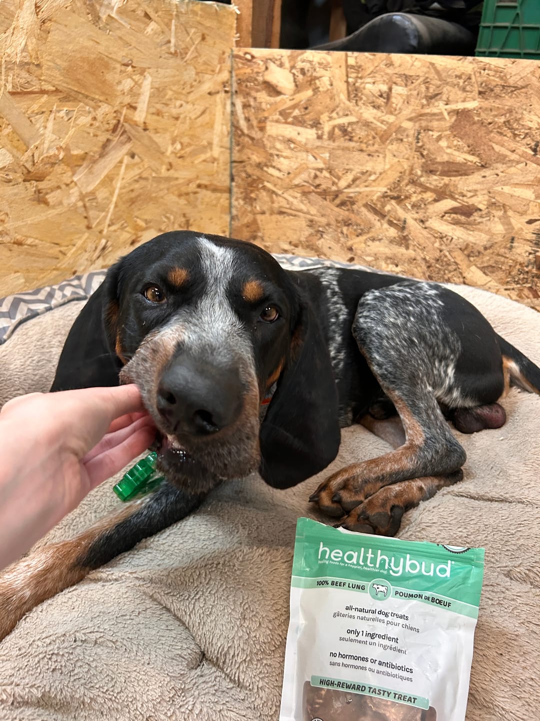 Customer photo review of Beef Lung Wafers