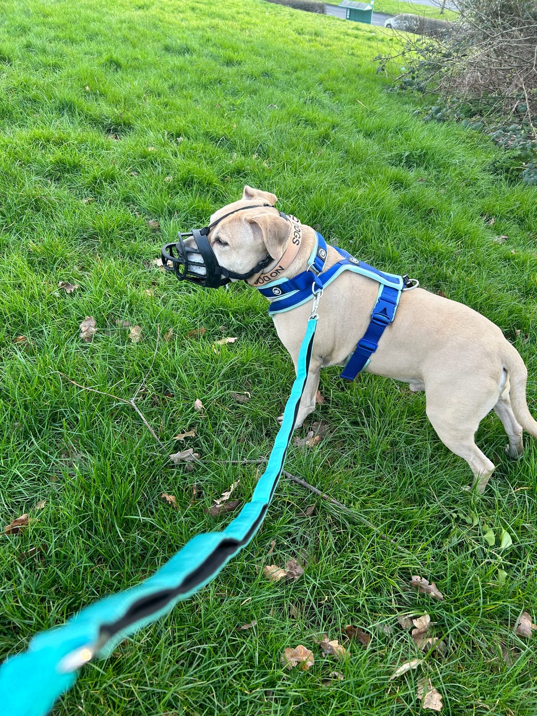 Customer photo review of 4cm Slip on Collar | Soft Padded & Reflective - Blue & Turquoise v2.0