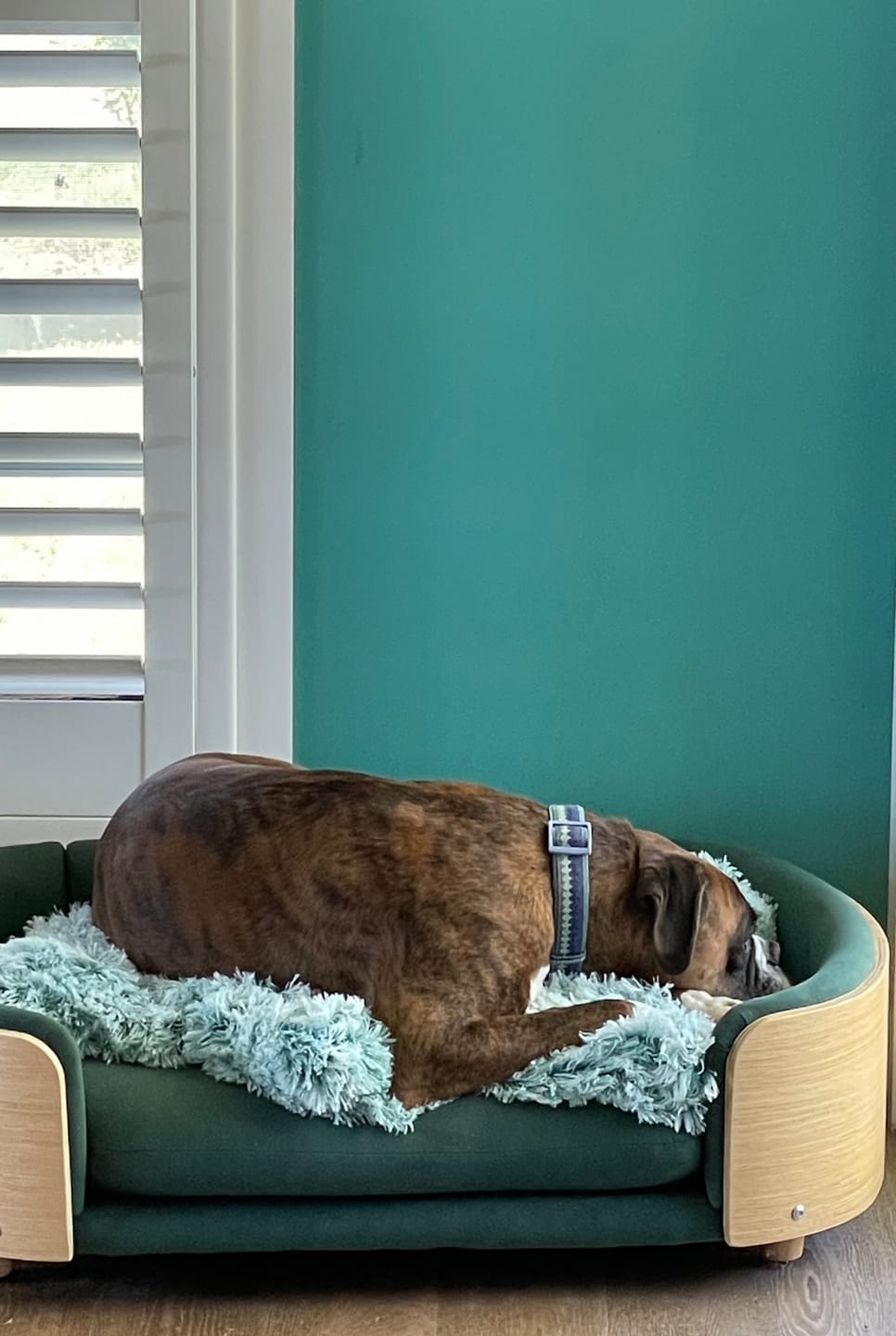 Customer photo review of PaWz Pet Calming Blanket