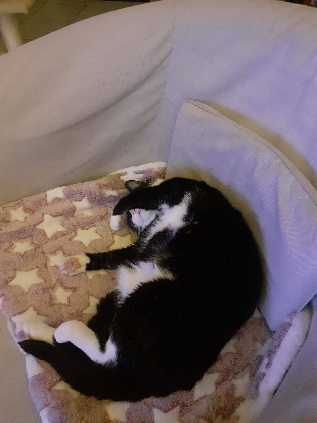 Customer photo review of Couverture Apaisante Pour Chat