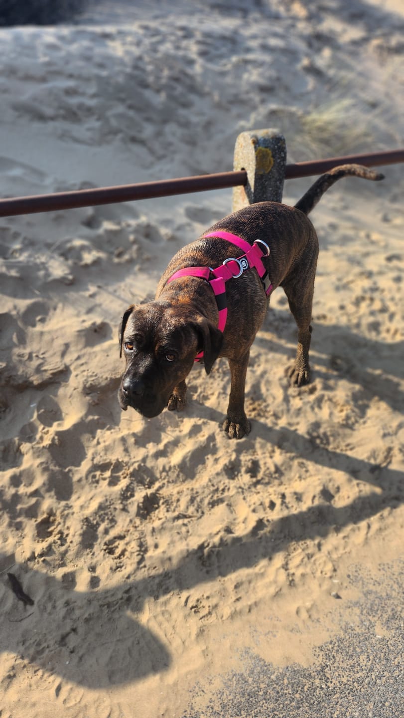 Customer photo review of TRI-Harness® | Anti-Pull, Adjustable & Durable - Dog Trainers Choice - Magenta v2.0