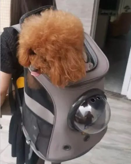 Customer photo review of Capsule Backpack
