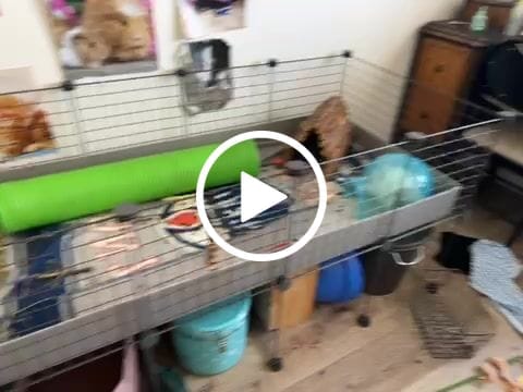 Customer video review of Piggy Condo C&C Cage with Pillars