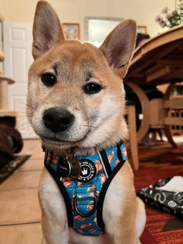 Customer photo review of Trail & Glow® Collar - Foxy Yoga