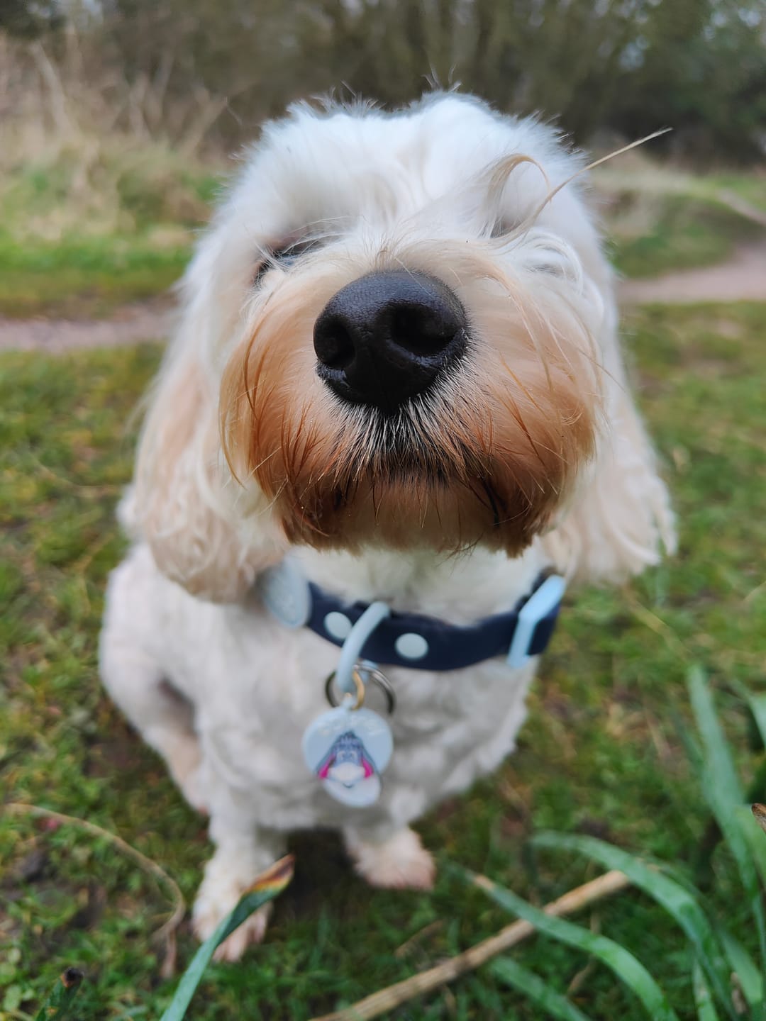 Customer photo review of Waterproof Collar - Eeyore