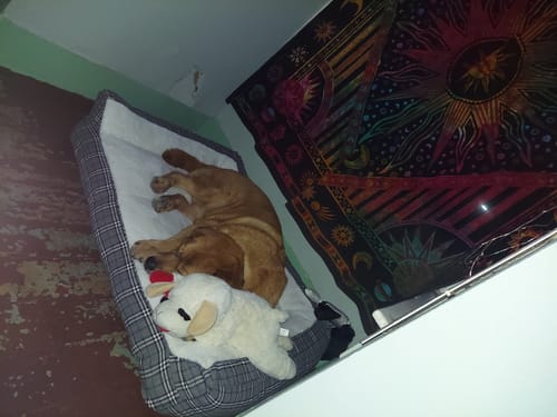 Customer photo review of Large Organic Coconut CBD Oil : Hip & Joints Health / Skin & Coat : 4 oz - 1,400 mg CBD for dogs and cats