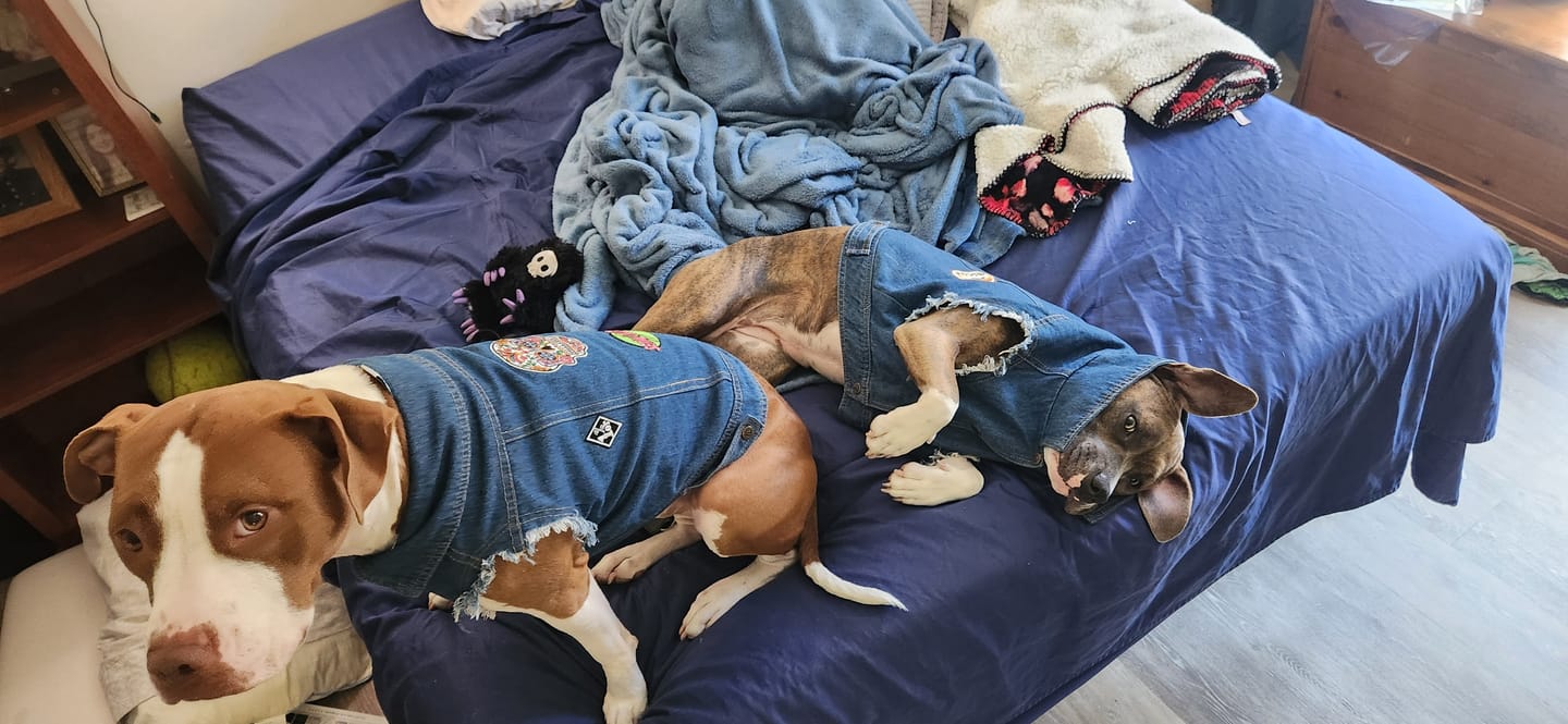 Customer photo review of Denim Dog Vest Raw Blue - Unpatched