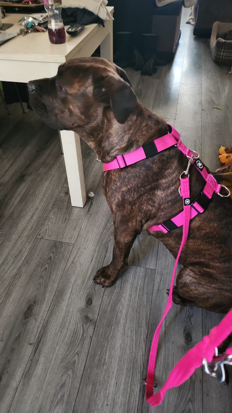 Customer photo review of Double Ended Training Lead | All Breeds - Durable & Soft 2m Lead - Magenta
