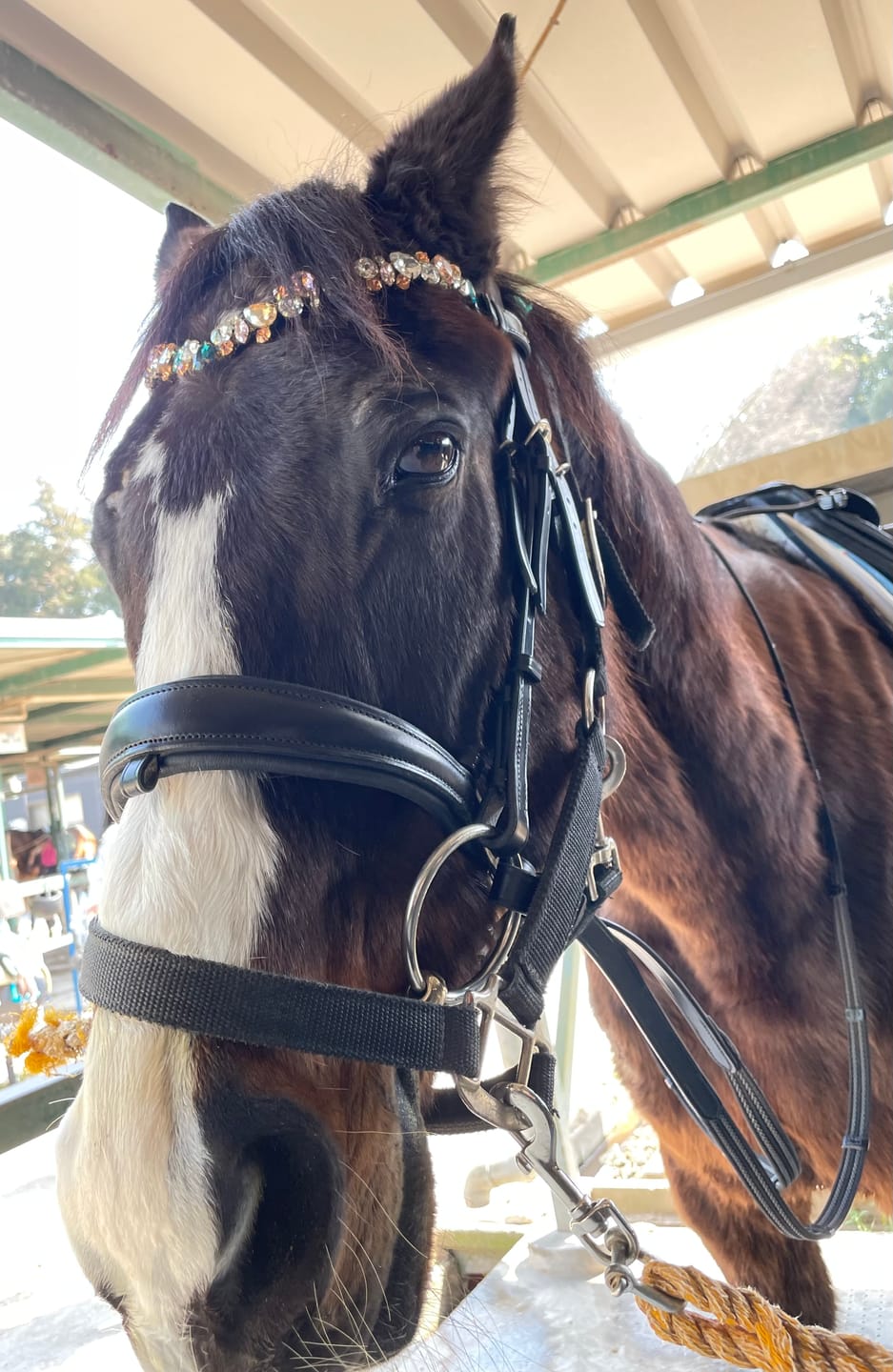 Customer photo review of Ania browband