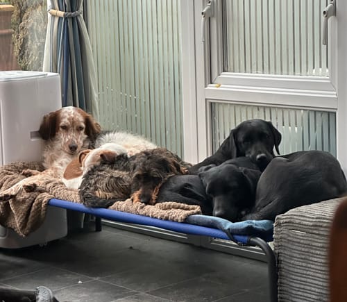 Rachel A. review of Denim & Navy Reversible Pad image 1 out of 1