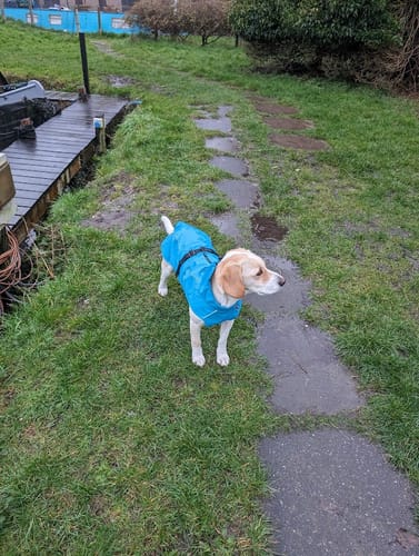 Customer photo review of Vimy Lightweight Waterproof Raincoat with Harness Hole Zip