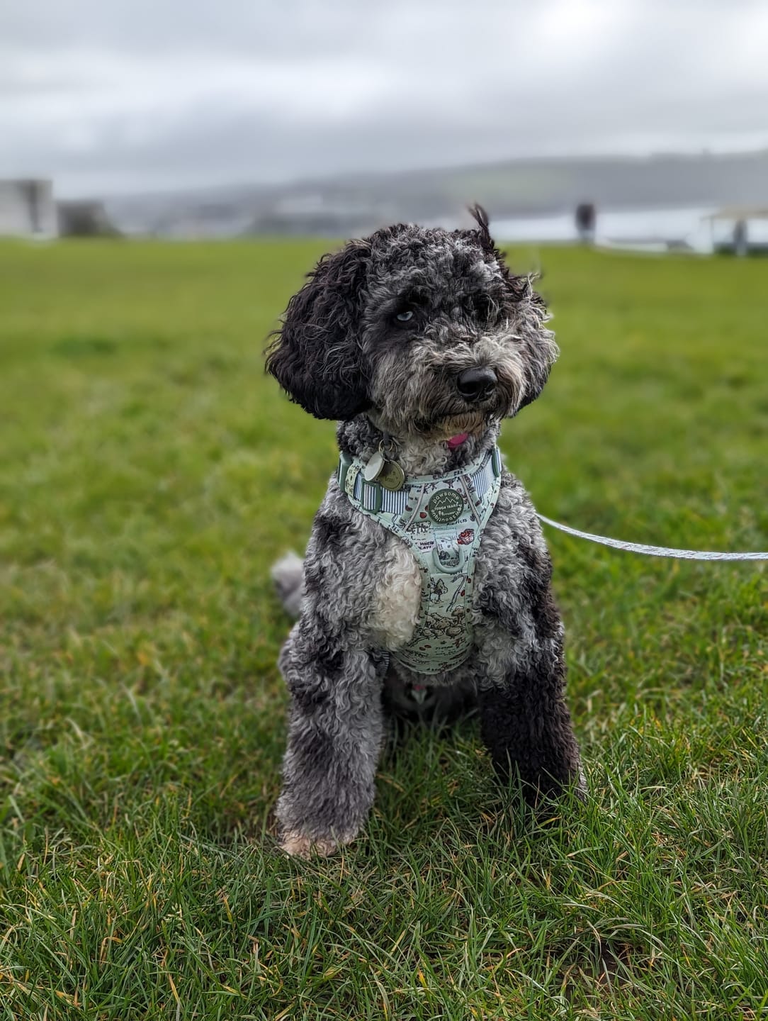 Customer photo review of Tough Trails™ Harness - 100 Aker Wood