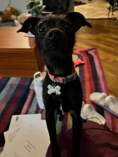 Customer photo review of The Disco Pet Tag